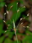 Luzula acuminata Raf.