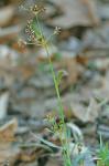Luzula echinata (Small) F.J. Hermann