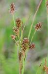 Luzula multiflora (Ehrhart) Lejeune var. multiflora