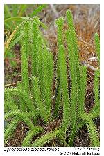 Lycopodiella alopecuroides (L.) Cranfill