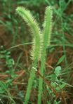 Lycopodiella alopecuroides (L.) Cranfill