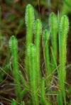 Lycopodiella alopecuroides (L.) Cranfill