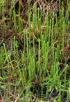 Lycopodiella appressa (Chapman) Cranfill