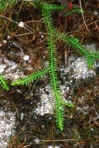 Lycopodiella appressa (Chapman) Cranfill