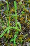 Lycopodiella inundata (L.) Holub