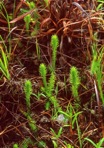 Lycopodiella inundata (L.) Holub