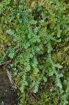 Selaginella apoda (L.) Spring