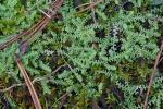 Selaginella apoda (L.) Spring