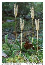 Lycopodium clavatum L.