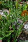 Lycopodium clavatum L.