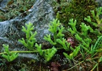 Lycopodium clavatum L.