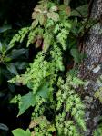 Lygodium japonicum (Thunb.) Swartz