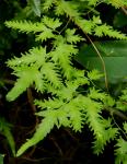 Lygodium japonicum (Thunb.) Swartz