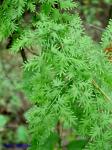 Lygodium japonicum (Thunb.) Swartz