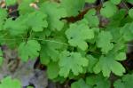 Lygodium palmatum (Bernh.) Sw.