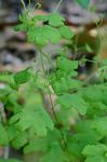 Lygodium palmatum (Bernh.) Sw.