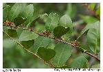 Lyonia lucida (Lam.) K. Koch