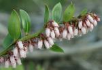 Lyonia lucida (Lam.) K. Koch