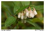 Lyonia mariana (L.) D. Don