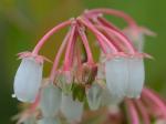 Lyonia mariana (L.) D. Don