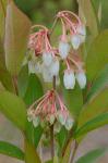 Lyonia mariana (L.) D. Don
