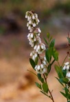 Lyonia mariana (L.) D. Don