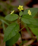 Steironema ciliatum (L.) Baudo