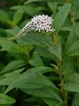 Lysimachia clethroides Duby