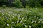 Lysimachia clethroides Duby