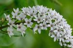 Lysimachia clethroides Duby