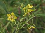 Steironema hybridum (Michaux) Raf. ex B.D. Jackson