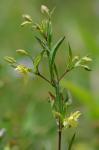 Steironema hybridum (Michaux) Raf. ex B.D. Jackson