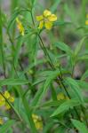 Steironema hybridum (Michaux) Raf. ex B.D. Jackson