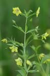 Steironema hybridum (Michaux) Raf. ex B.D. Jackson