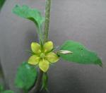 Lysimachia japonica Thunberg