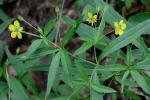 Steironema lanceolatum (Walt.) Gray