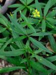 Steironema lanceolatum (Walt.) Gray