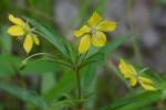 Steironema lanceolatum (Walt.) Gray