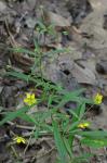 Steironema lanceolatum (Walt.) Gray