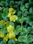 Lysimachia nummularia L.
