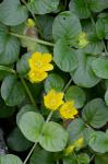 Lysimachia nummularia L.