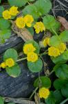 Lysimachia nummularia L.