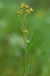 Steironema quadriflorum (Sims) A.S. Hitchcock