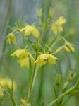 Steironema quadriflorum (Sims) A.S. Hitchcock