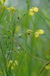 Steironema quadriflorum (Sims) A.S. Hitchcock