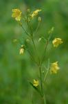 Steironema quadriflorum (Sims) A.S. Hitchcock