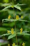 Lysimachia quadrifolia  L.