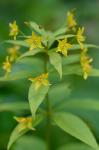 Lysimachia quadrifolia  L.