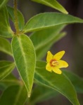 Lysimachia quadrifolia  L.
