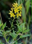 Lysimachia terrestris (L.) B.S.P.